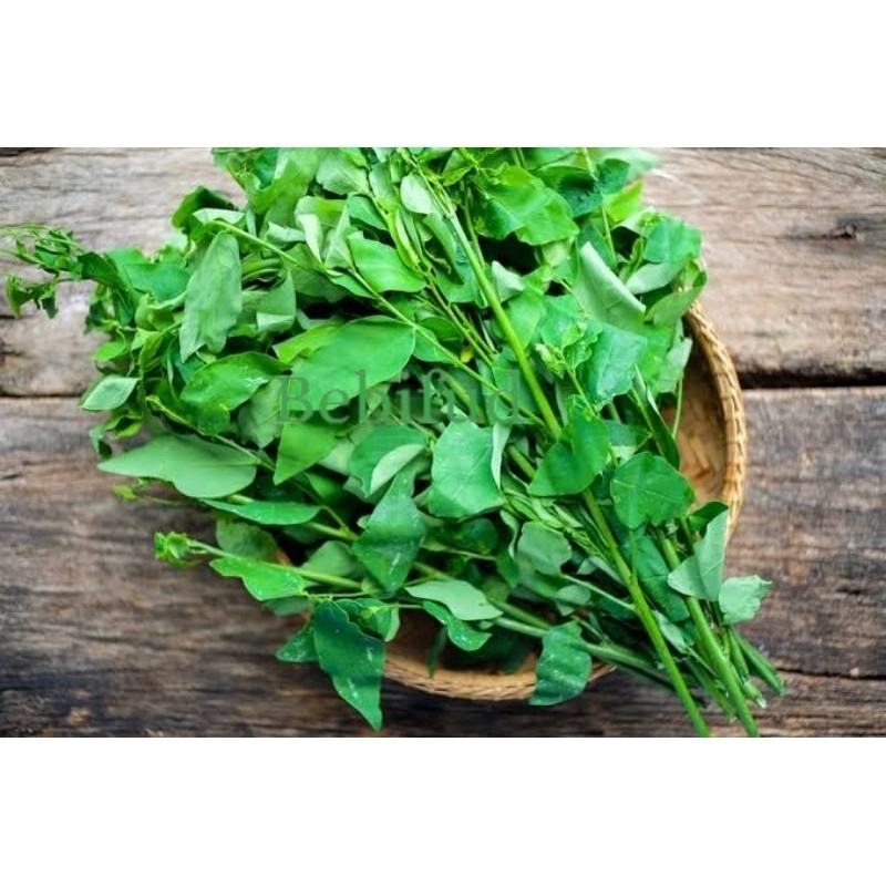 

DAUN KATUK 1 IKAT BEST SELLER
