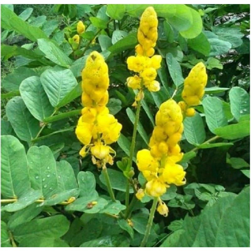 

promo Daun Ketepeng Segar 1 kg / Daun Ketepeng Cina Obat Gatal / Daun Ketapang Segar Kupang Gelenggang Kimanila / Daun ketepeng obat kulit /Daun ketepeng obat gatal /Daun ketepeng laut / Bibit Ketepeng Cina / daun ketepeng obat kulit kualitas