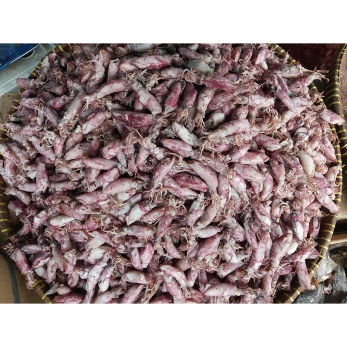 

Jual Cumi Baby Asin 1KG - 500G