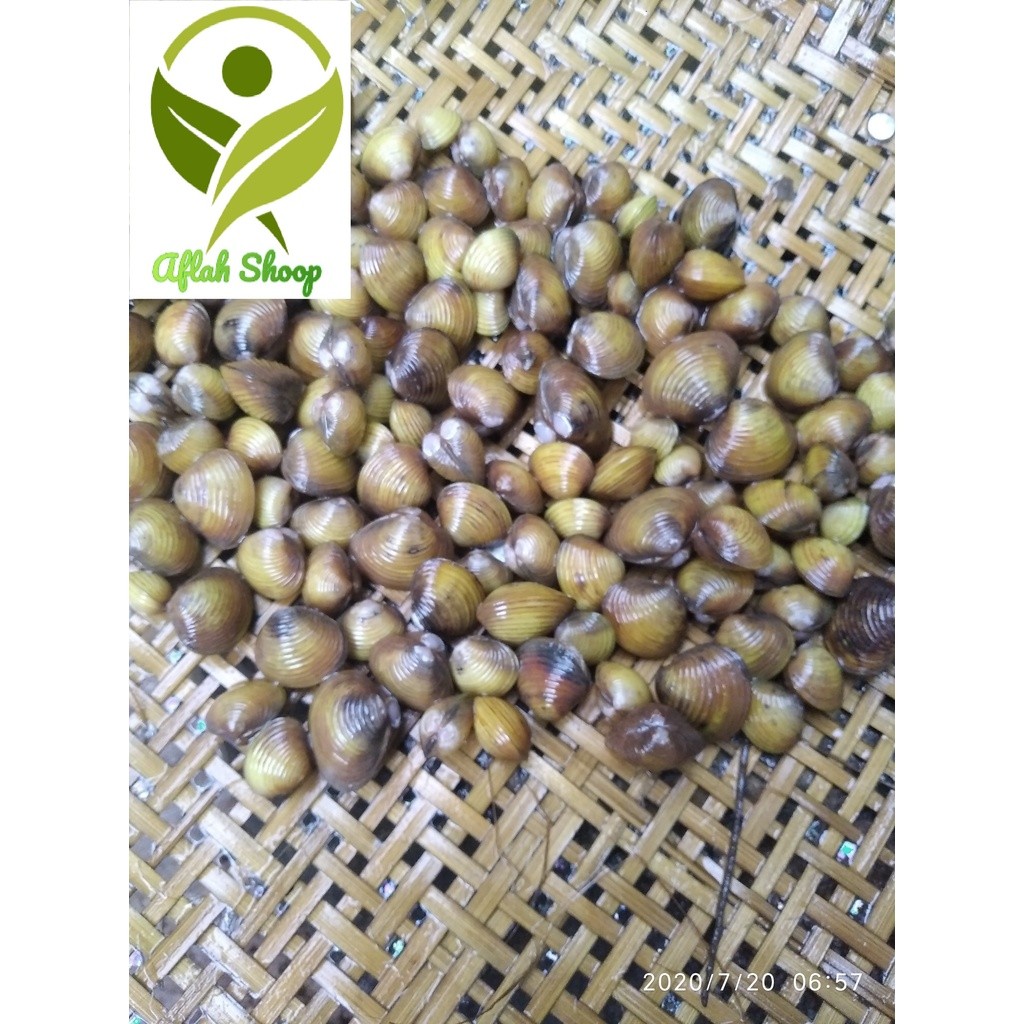 

Kerang haremis cece atau kerang air tawar 100gr