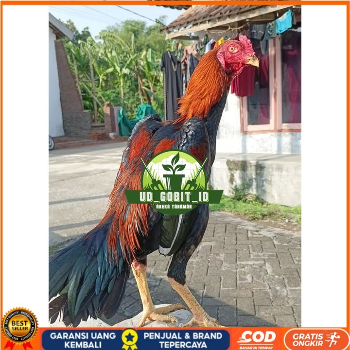 

Telur ayam bangkok shamo eropa / ayam petarung aduan siap ditetaskan UD_GOBIT_ID