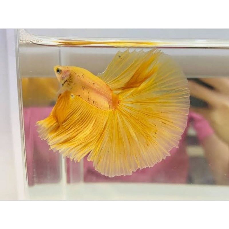 

stiker anomali ikan hias cupang warna kuning size xl