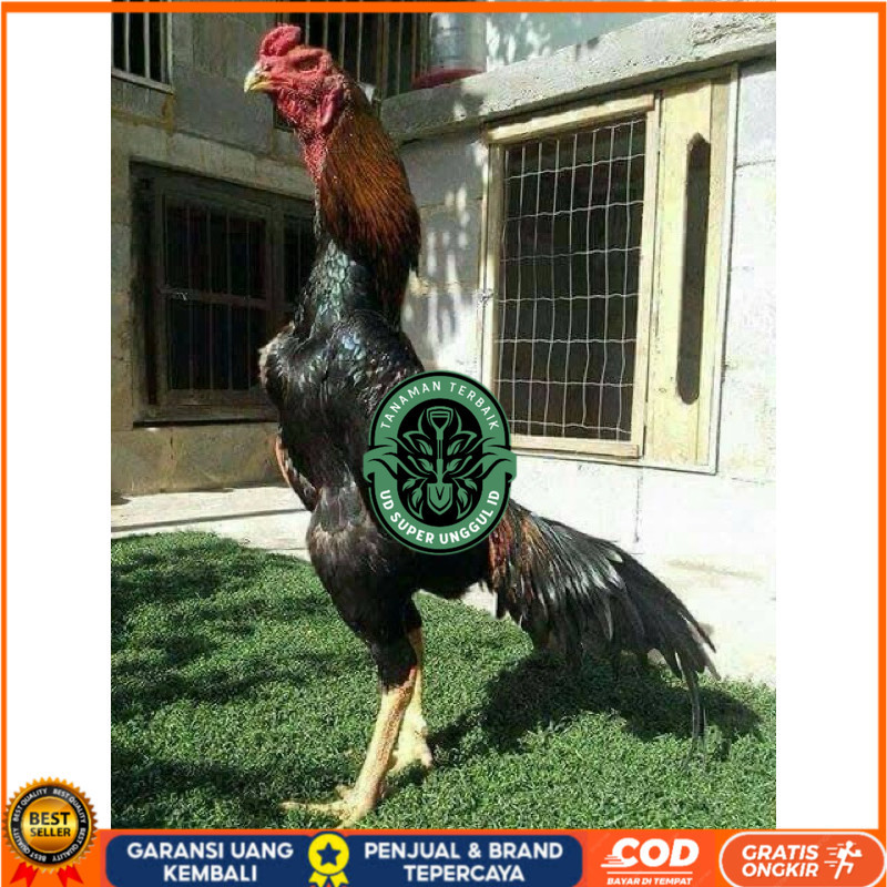 

TELUR FERTIL AYAM SHAMO JEPANG UNTUK DI TETASKAN UD_SUPER_UNGGUL_ID