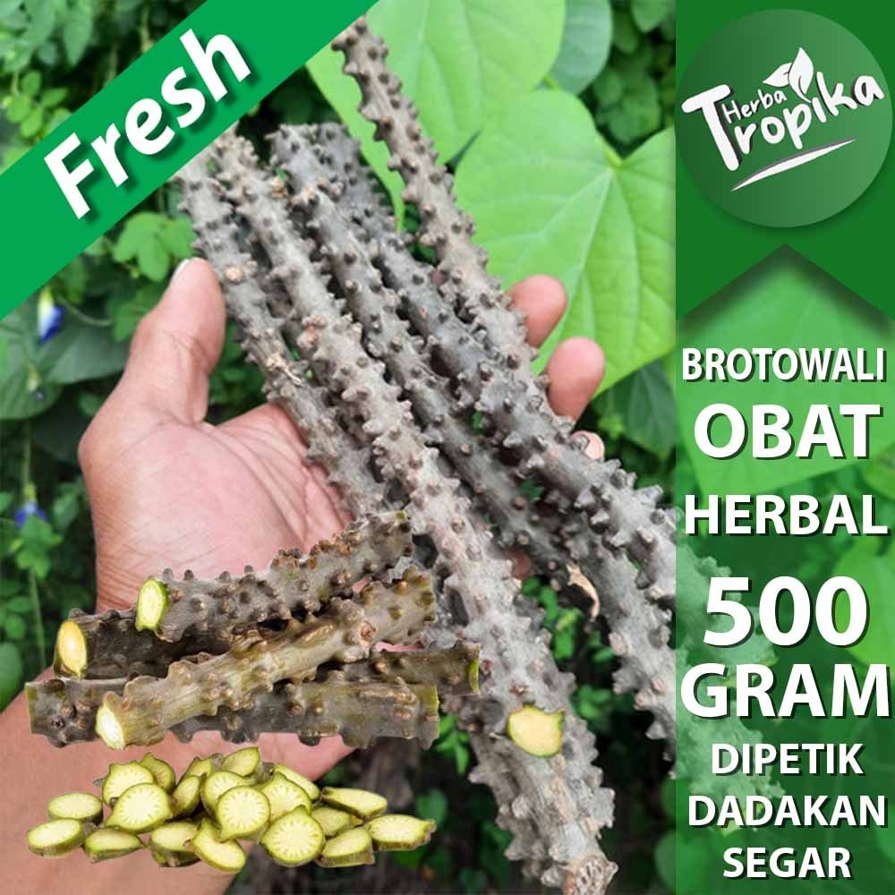 

Brotowali Batrawali Segar pahit 500 gram herbal alami toko herba tropika
