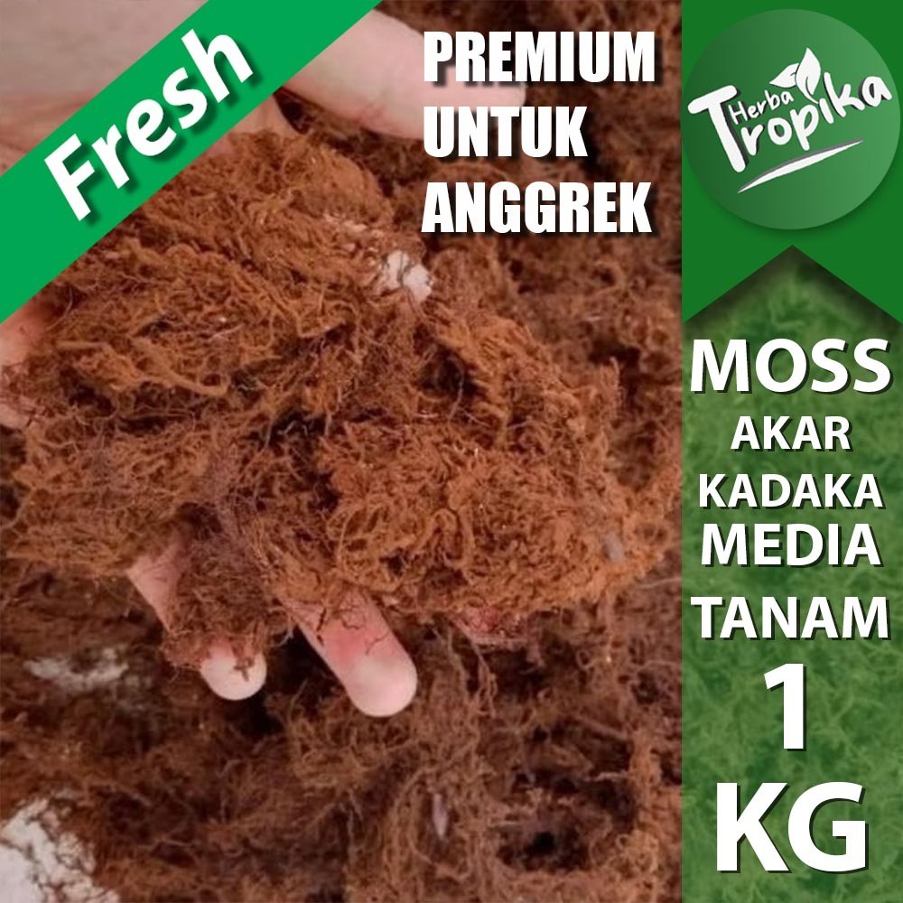 Media Tanam Organik Moss Hitam akar kadaka 1 kg untuk media tanam anggrek toko herba tropika