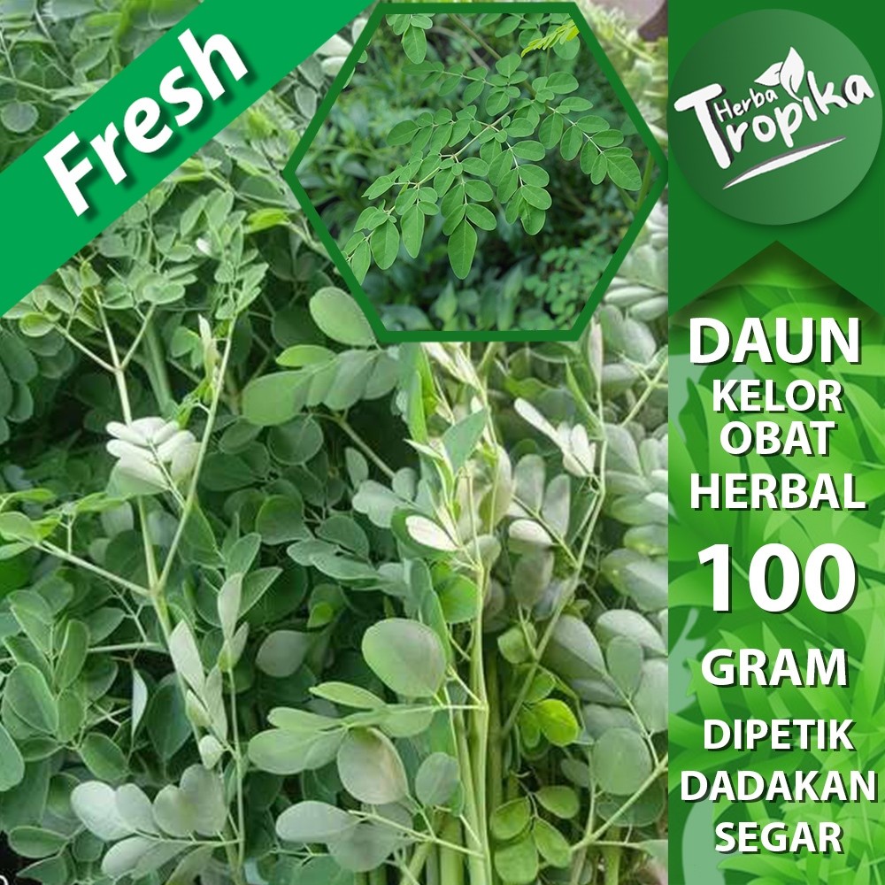 

Daun Kelor Segar 100 Gram Obat herbal alami toko herba tropika