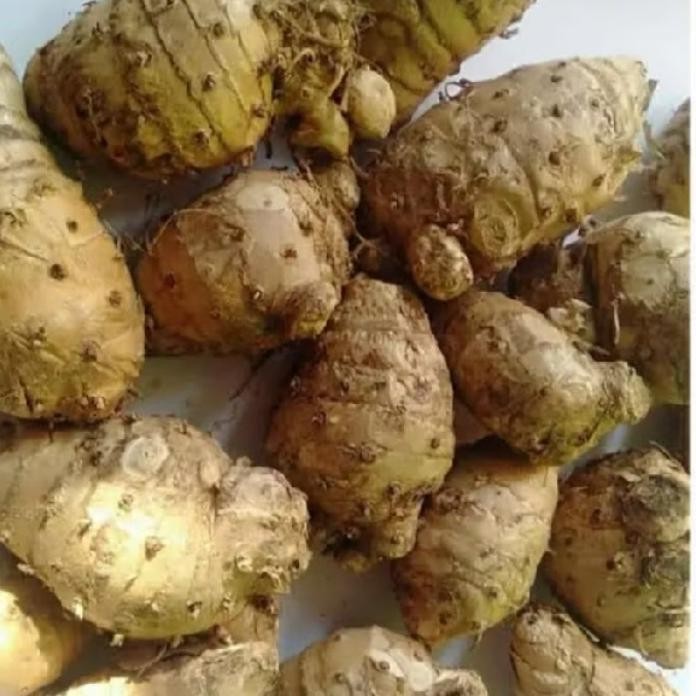 

ready stok BIANG/EMPU TEMU KUNYIT PUTIH 500GRAM SEGAR DAN BERSIH