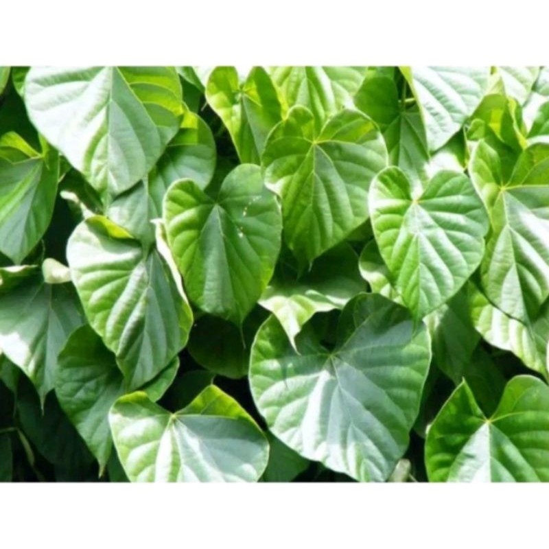 

Daun brotowali obat herbal diabetes 500g Rempah_herbalCo