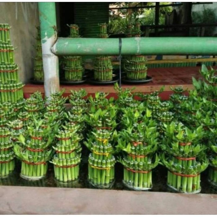 

silahkan bambu hoki/stek pohon bambu cina .