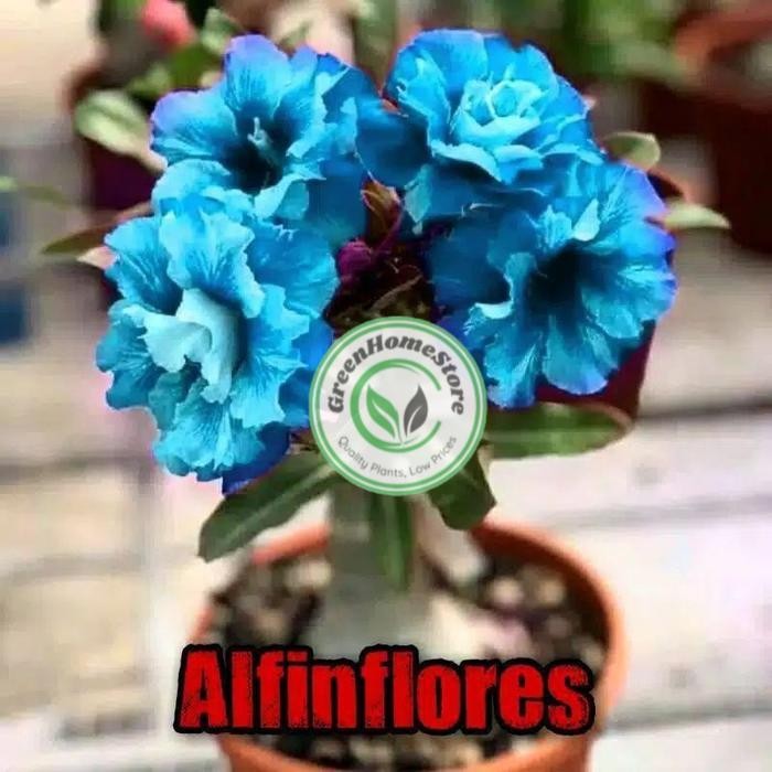 TERMURAH TANAMAN HIAS ADENIUM KAMBOJA JEPANG BUNGA TUMPUK WARNA BIRU / DISERT BLUE- ADENIUM BUNGA TU