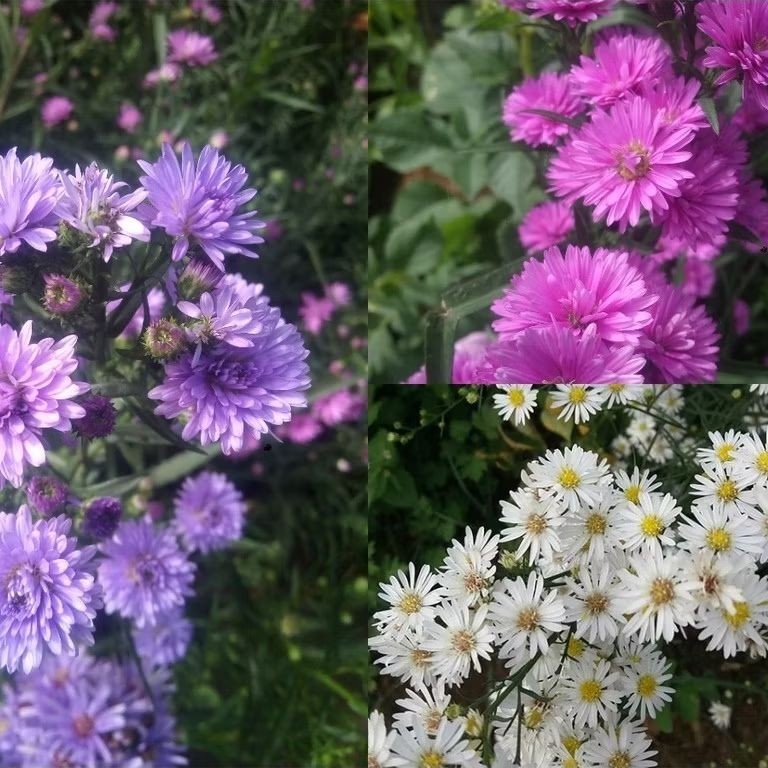 tanaman bibit bunga aster pikok - tanaman hias hidup siap tanam