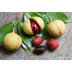 

Buah pala segar 1 kg fresh rempah Azzahra.AS