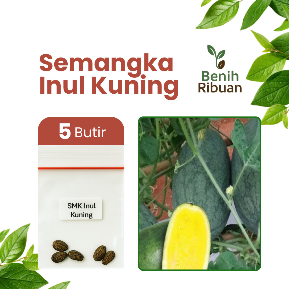 BENIH RIBUAN - Benih Unggul Buah Semangka Inul Kuning Bibit Buah Semangka Manis Berkualitas