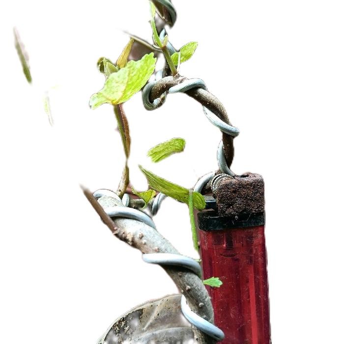 Bonsai Waru daun variegata prokar meliuk - lurus prokar