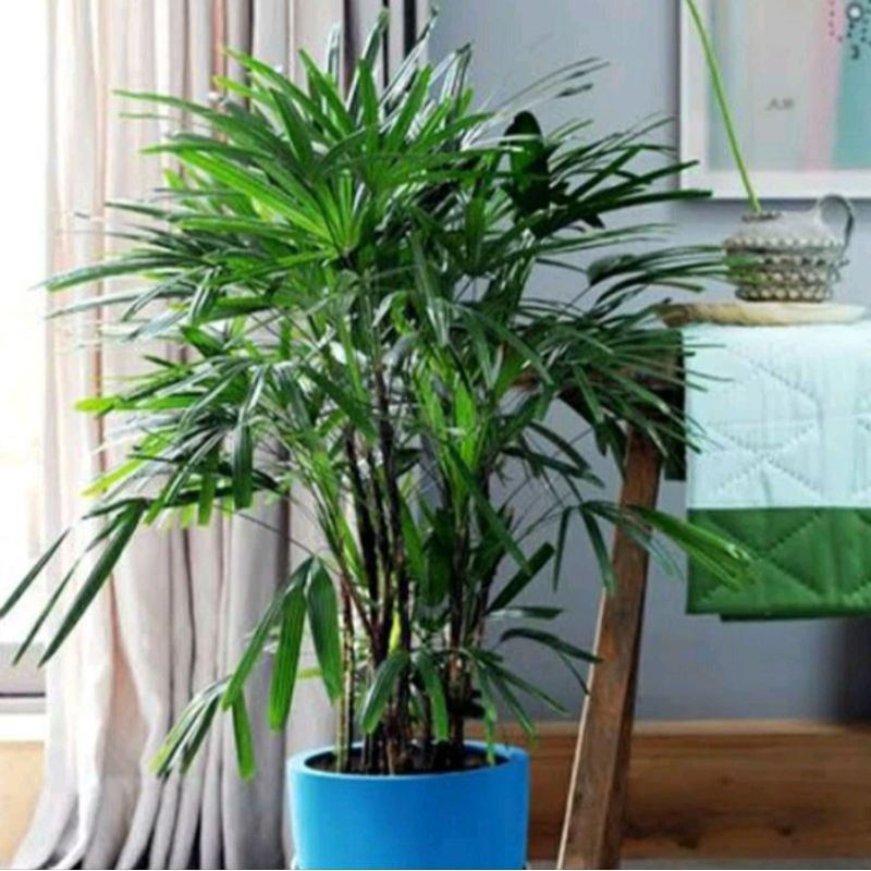 Tanaman Hias Palem regu / Palem waregu