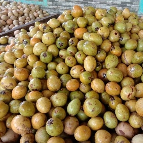 

[READY STOCK] Buah Sawo Mentah Kualitas Super 1Kg