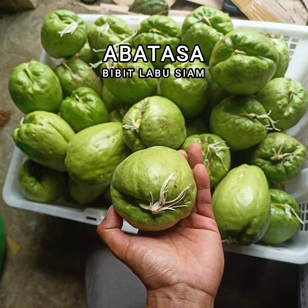 Bibit Tanaman Labu Siam/Labu sayur