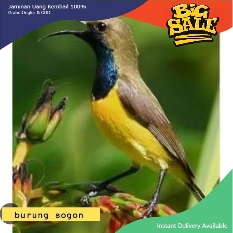 burung Sogon jantan nopeng pilihan masteran handal