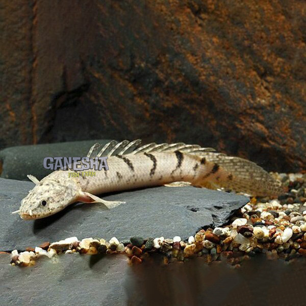 Palmas Delhezi 8-12 cm / Ikan Predator / Ikan Hias Aquascape delesi