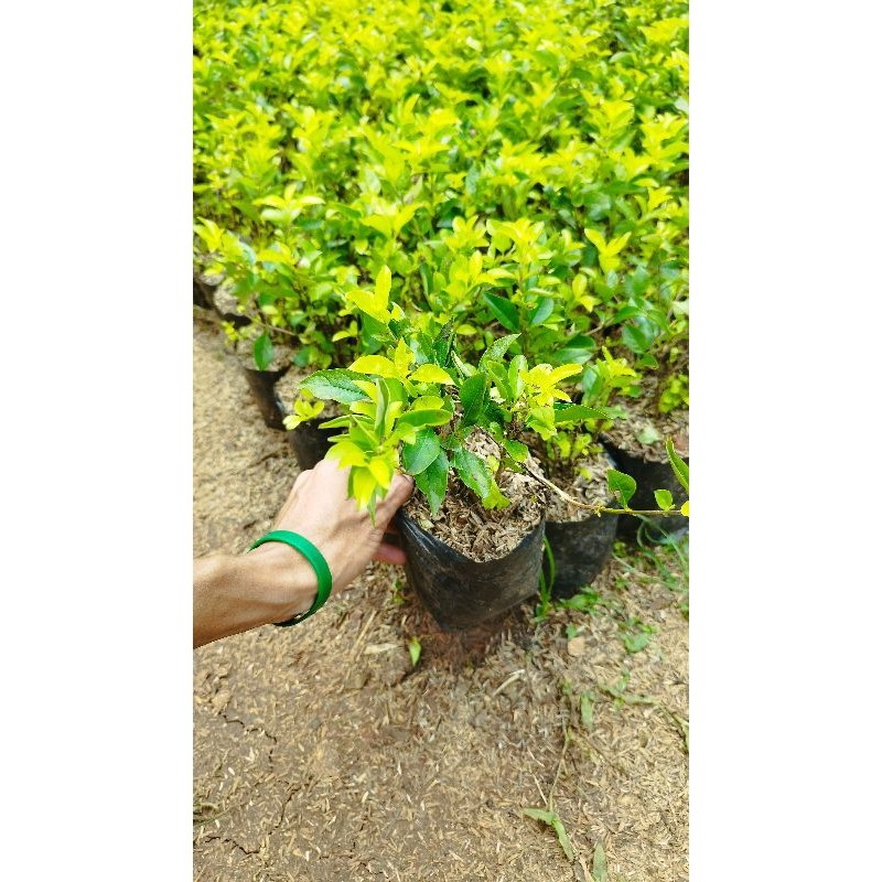 Tanaman Hias Pangkas Kuning - Tanaman Pagar Pangkas Kuning - Pohon Pangkas