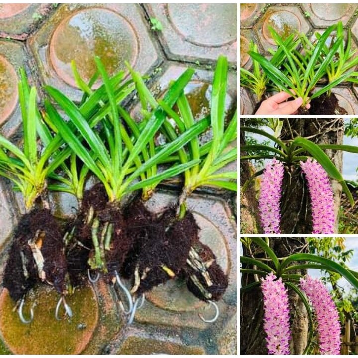 Paket 5 anggrek retusa ekor tupai