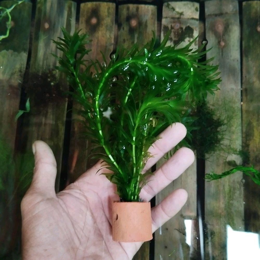 densa ganggang tumbuhan air untuk dekorasi aquarium