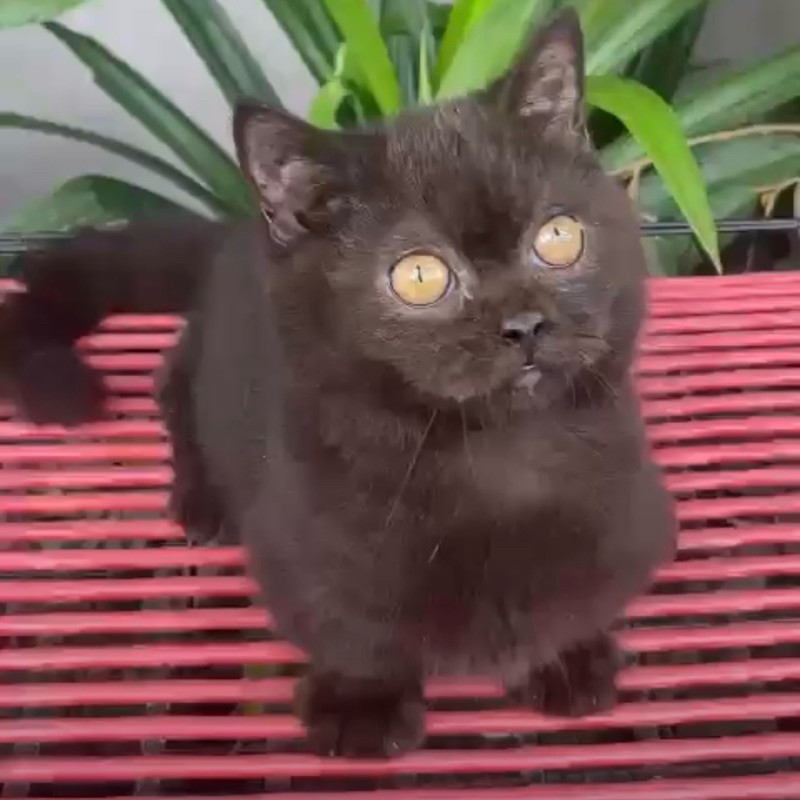 kucing cebol | munchkin jantan dark choco jantan dewasa