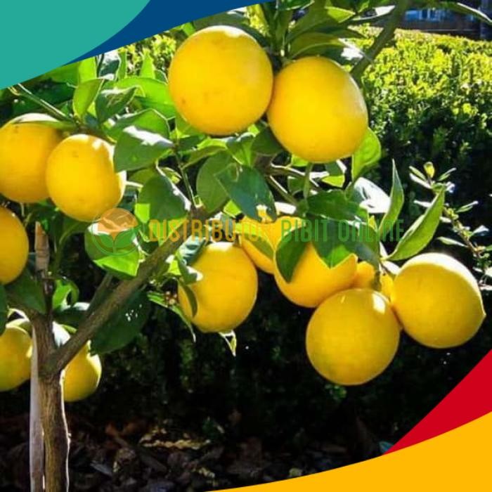 Bibit lemon California murah tanaman asli