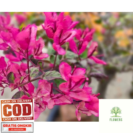 BOUGENVILLE BLACK MARIA (COD)