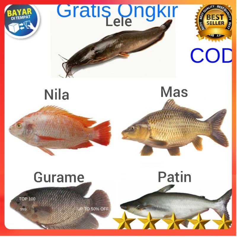 

Ikan Gurame Gurami, Nila, Mas, Patin, Lele Fresh