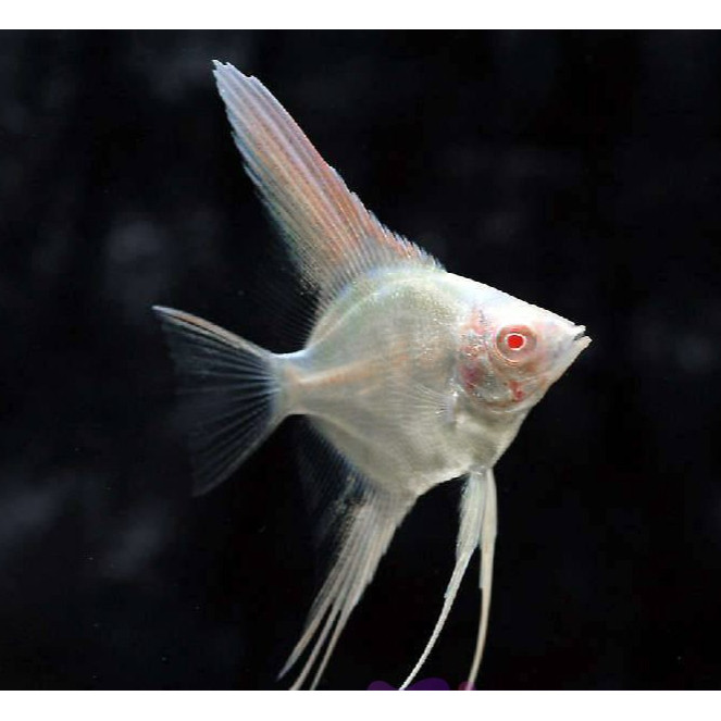 Manfish Platinum Red Eye Angel Fish / Ikan Hias Aquascape / Air Tawar