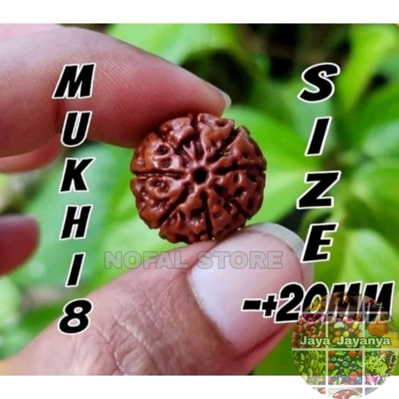 RUDRAKSHA JENITRI MUKHI ATAU GARIS 8 MUKHI 8 SIZE -+20MM Jaya_Jayanya