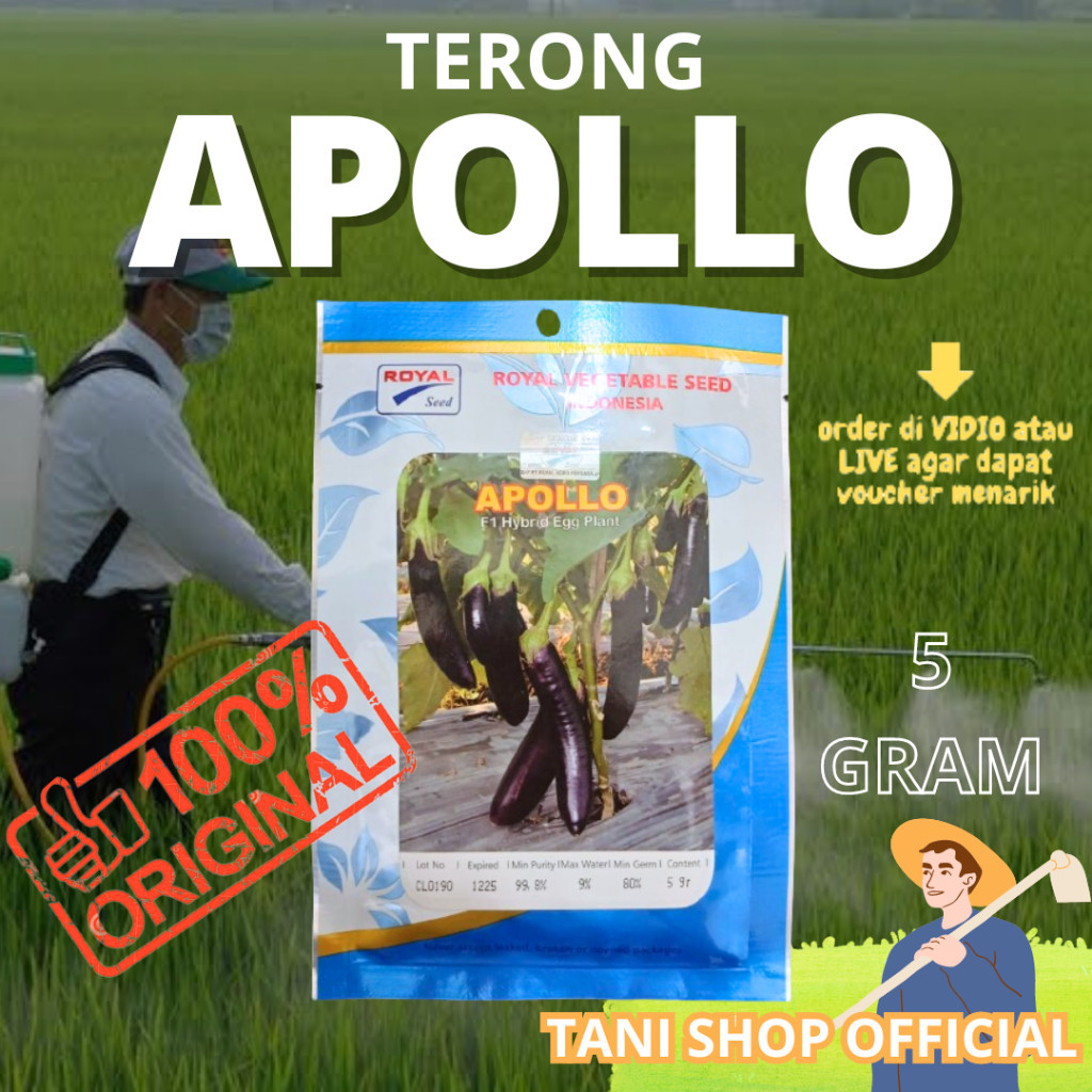Benih Terong APOLLO F1 Hybrid - 5 Gram - Royal Vegetable Seed