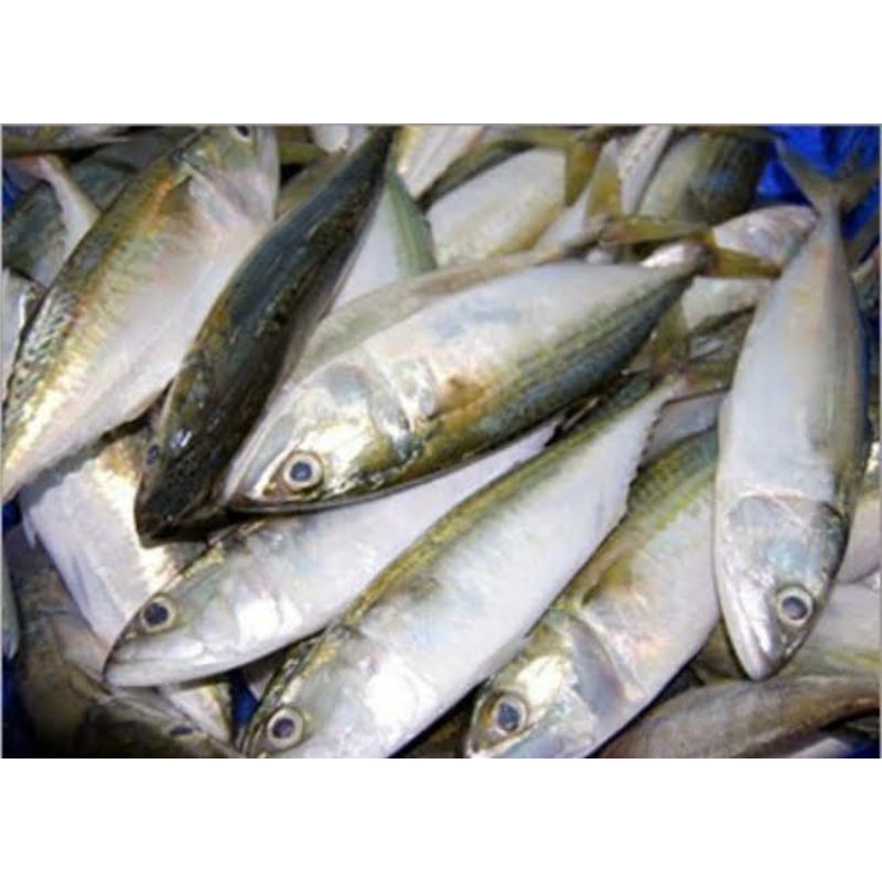 

Ikan Peda Segar / Berat 500 gram