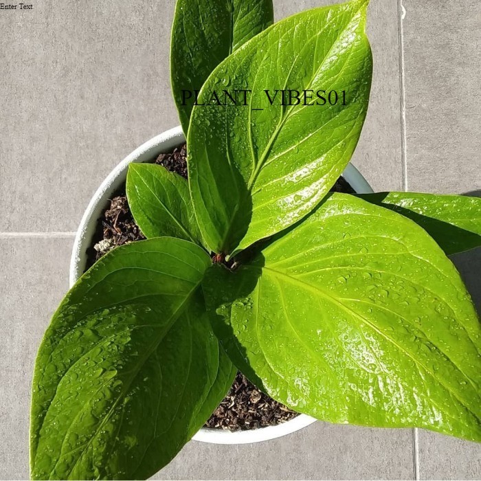 Tanaman hias Anthurium Jemani Cobra - Anthurium Cobra