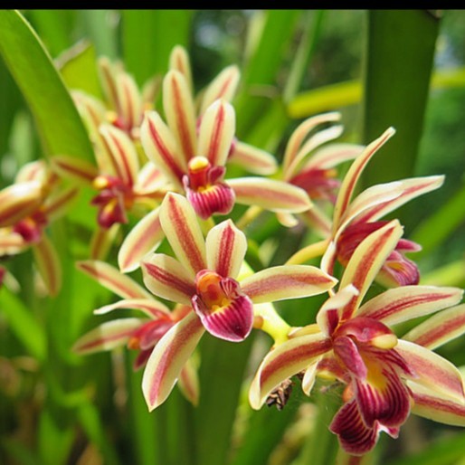 Cymbidium bicolor / Anggrek Uncal