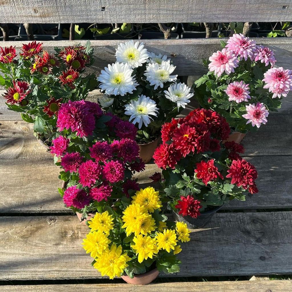 PAKET 6 WARNA 6 POHON TANAMAN BUNGA HIDUP KRISAN ASTER SERUNI HIAS ASLI