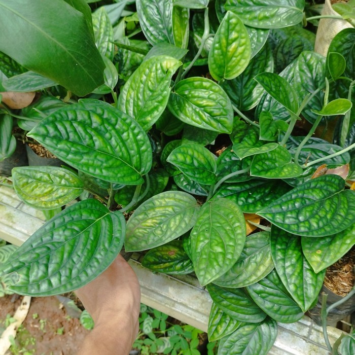 tanaman rambat sirih badak - sirih badak