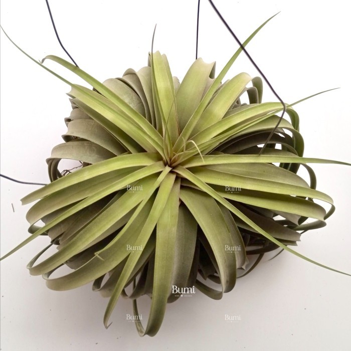 BUMI ORCHIDS Tillandsia 'Elisa' GIANT (concolor x streptophylla) - Air Plants Udara