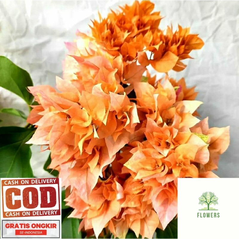 Bougenville Hawai Orange Bunga Hias (COD)
