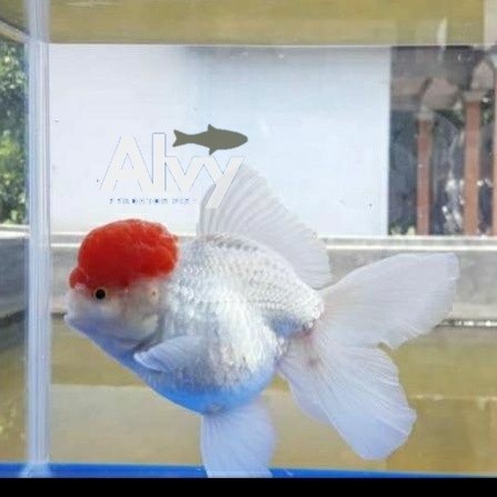Dekorasi akuarium ikan mas koki red cup / oranda red cap jambul / ikan hias aquarium alvy