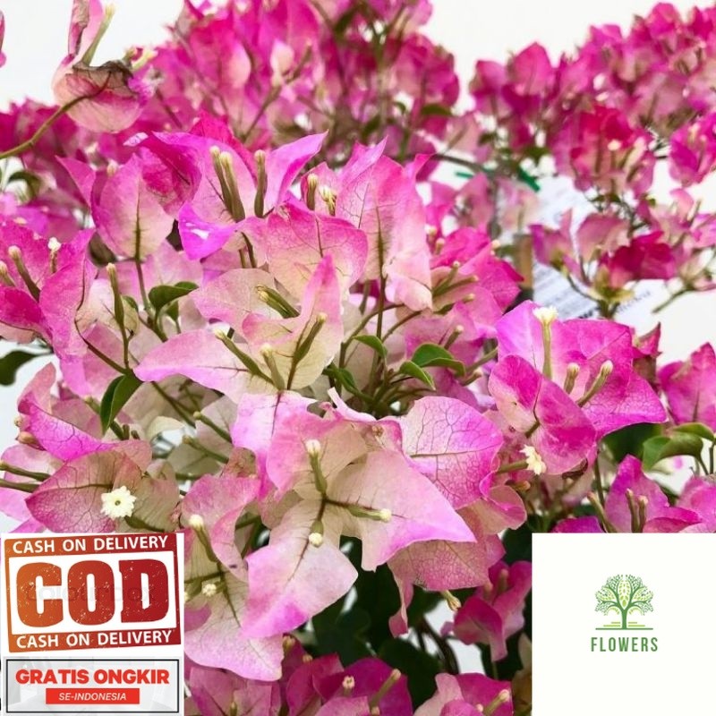 PROMOTANAMAN HIAS BUGENVIL BUNGA KERTAS//BAMBINO MAJIK (COD)