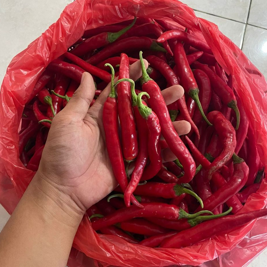 

Cabai Merah Besar (AB) Lombok Merah Besar AB