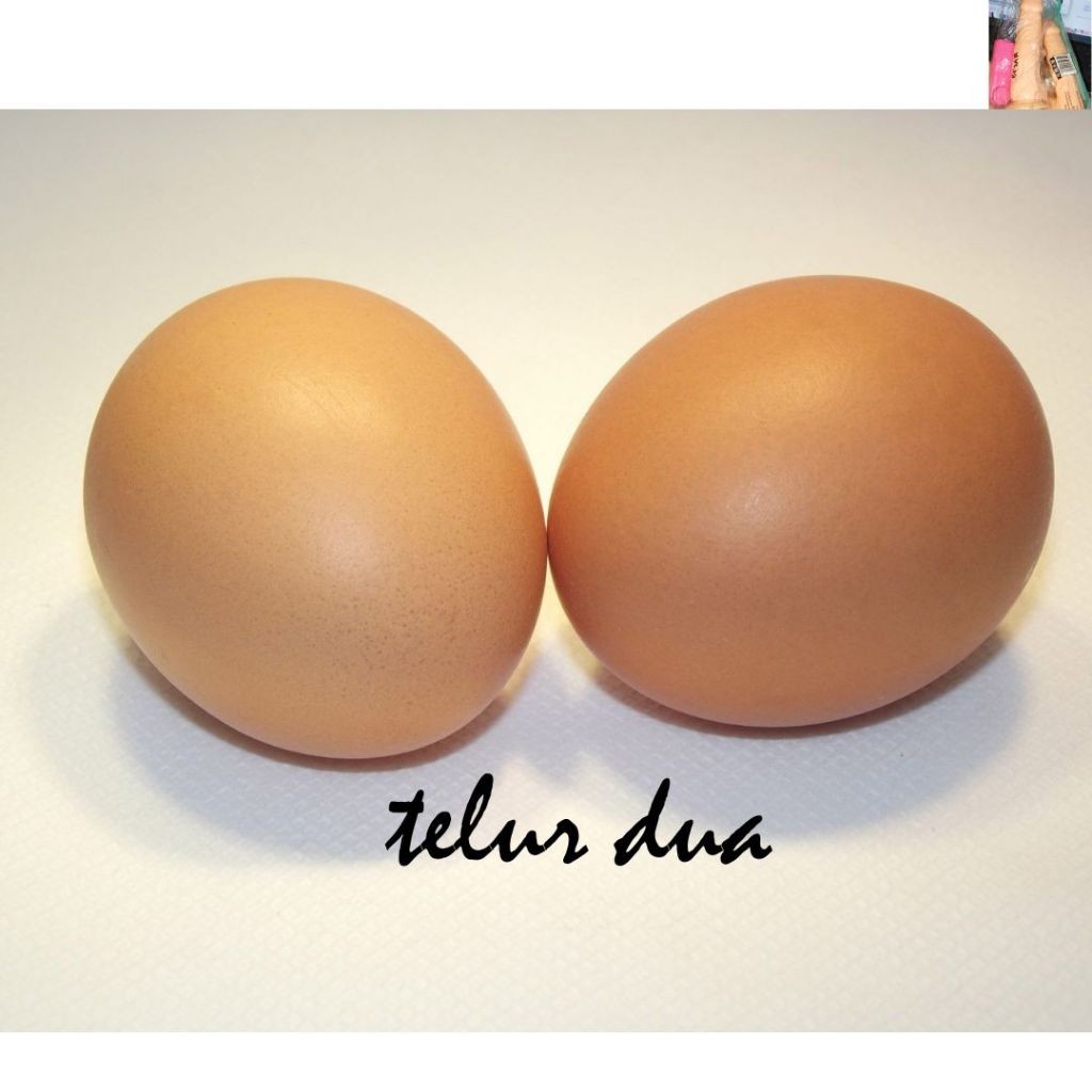 

telur ayam