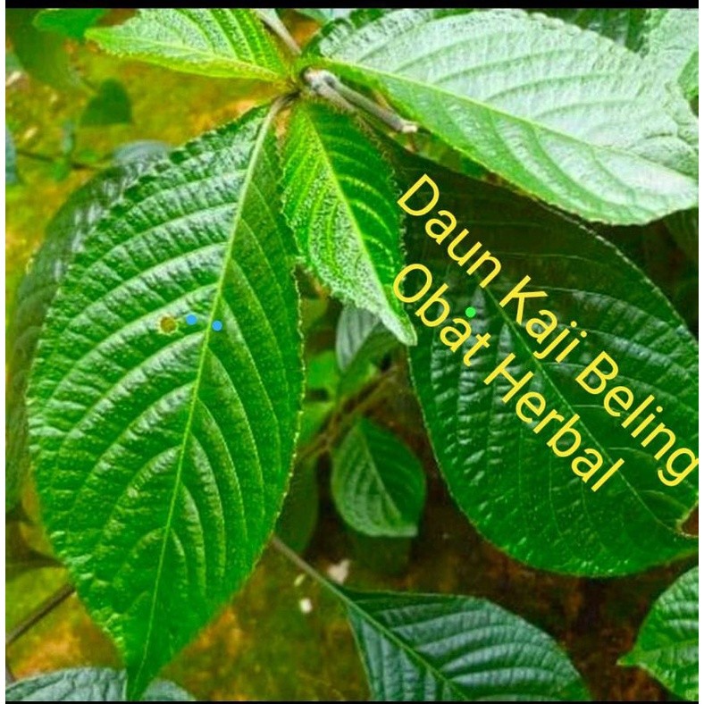

Daun Keji Beling Segar 500 Gram Paket Hemat Fresh Obat Herbal 100% Baru Petik Termurah