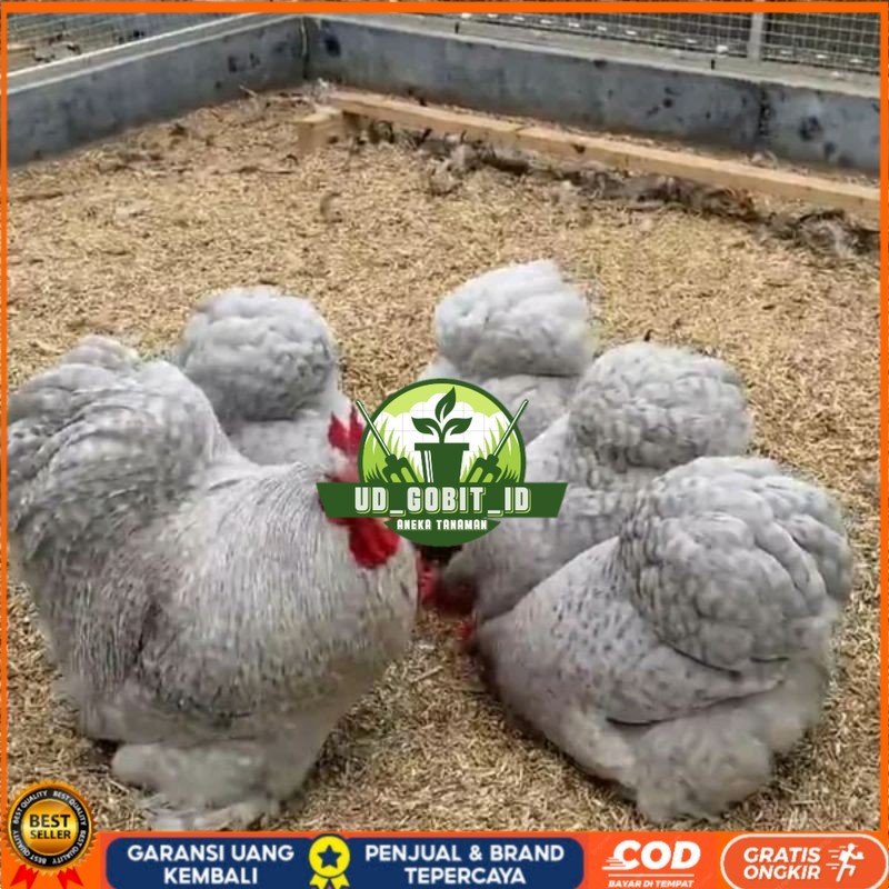 

TELUR AYAM BANTAM CHOCIN untuk di tetaskan UD_GOBIT_ID