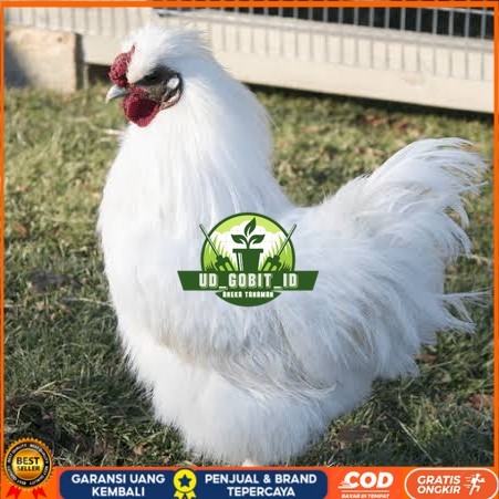 

Telur ayam kapas / telur ayam hias / telur fertil siap tetas UD_GOBIT_ID