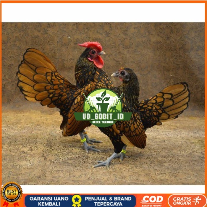 

Telur ayam serama kate batik kanada telur ayam hias fertil siap kirim UD_GOBIT_ID