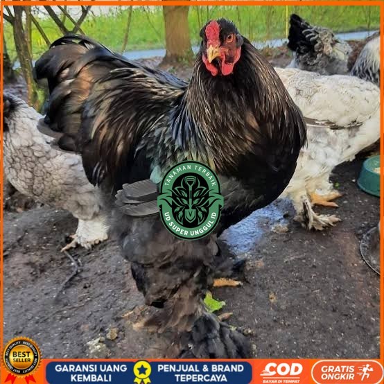 

Telur ayam brahma jumbo / telur ayam hias / telur fertil siap cod UD_SUPER_UNGGUL_ID