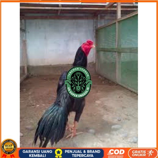 

TELUR TETAS AYAM PAKHOY TANGGUH UNTUK DI TETASKAN UD_SUPER_UNGGUL_ID